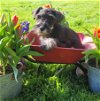 adoptable Dog in , OH named Mini schnauzer pup