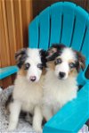 adoptable Dog in , OH named Mini Aussie Male