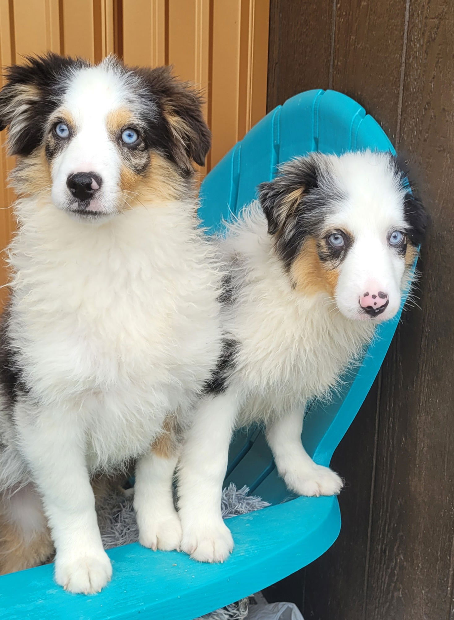 Dog for Adoption - Mini Aussie Male, a Australian Shepherd in Ohio ...