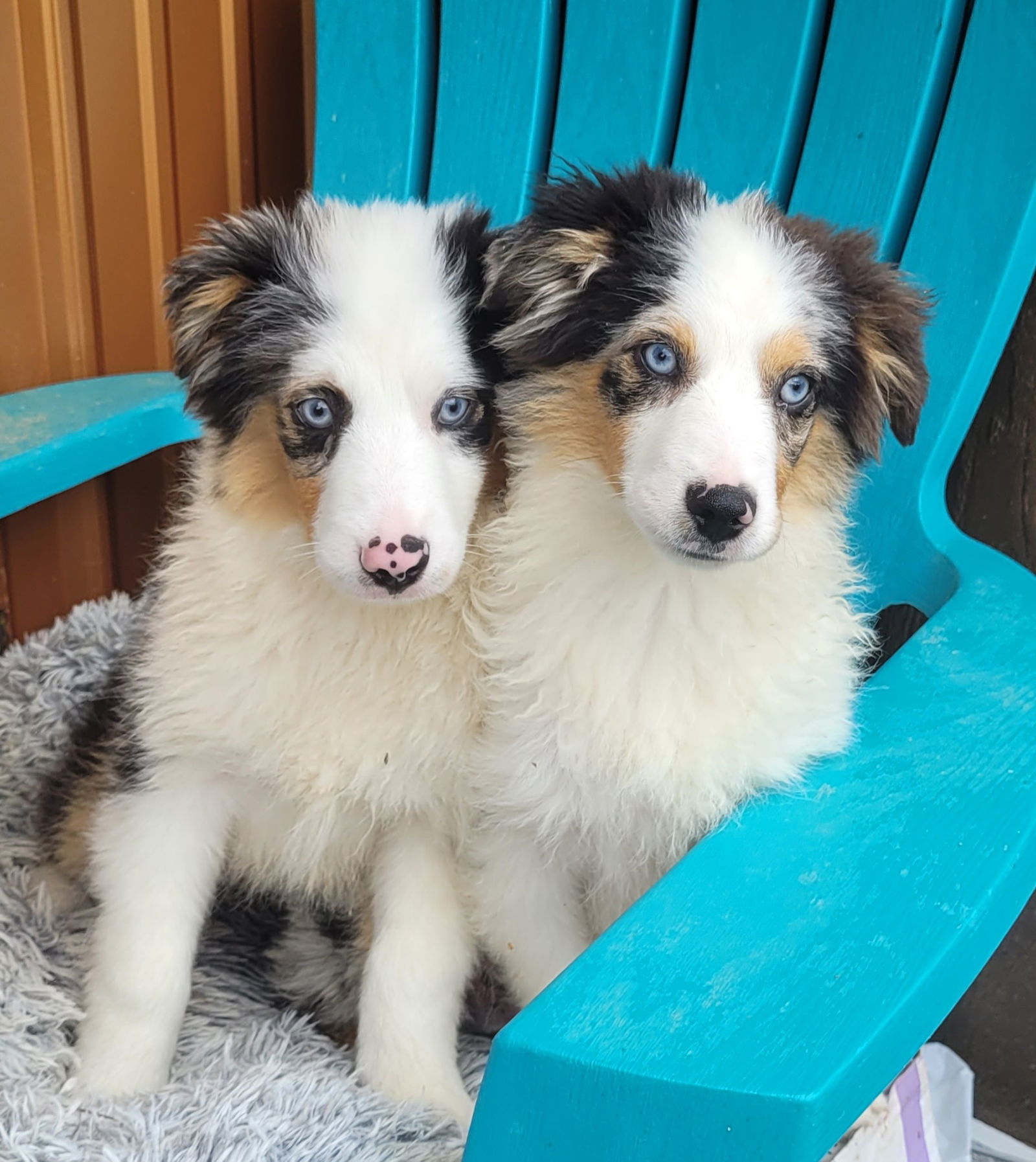 Dog for Adoption - Mini Aussie Male, a Australian Shepherd in Jefferson ...