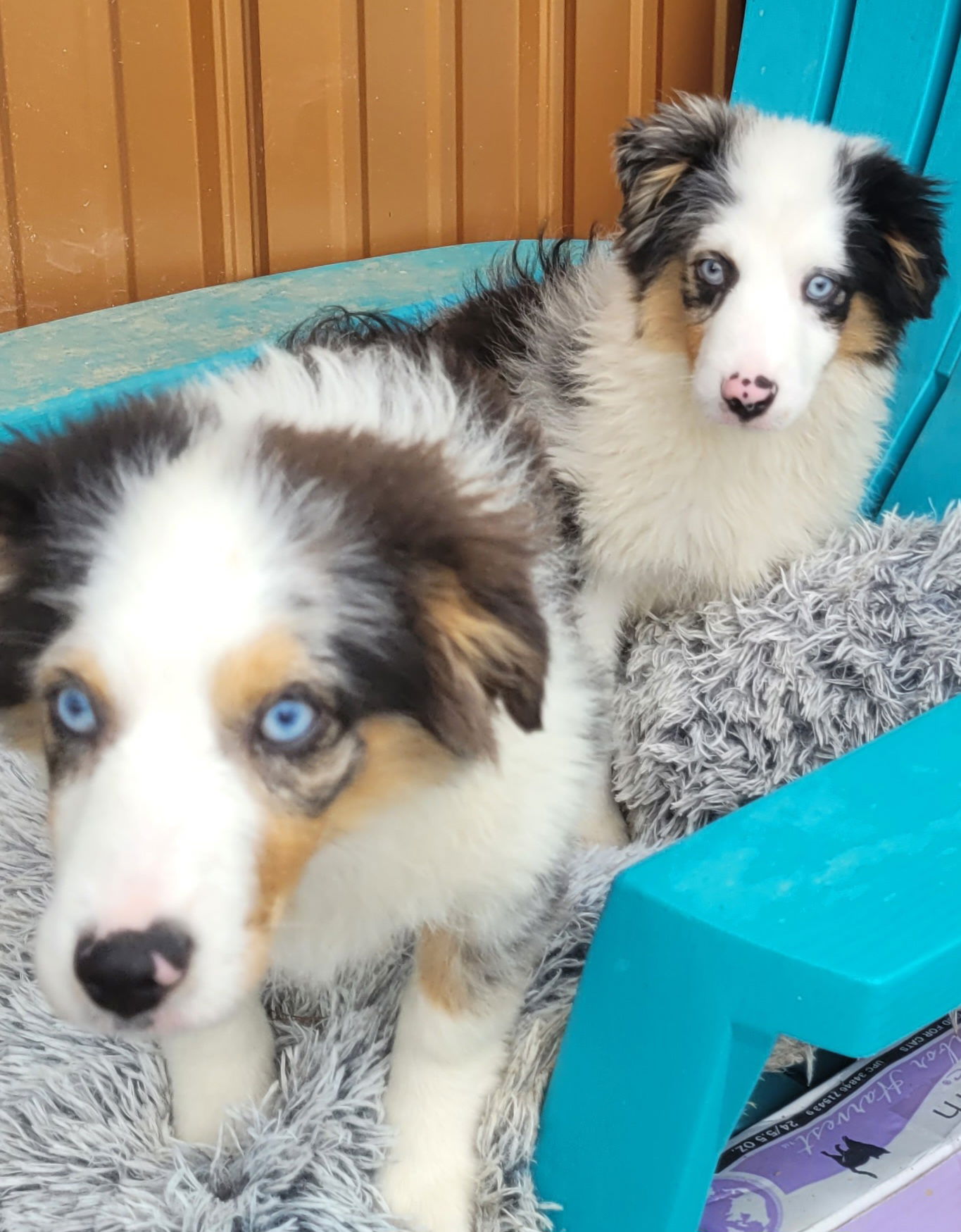 Dog for Adoption - Mini Aussie Male, a Australian Shepherd in Caldwell ...