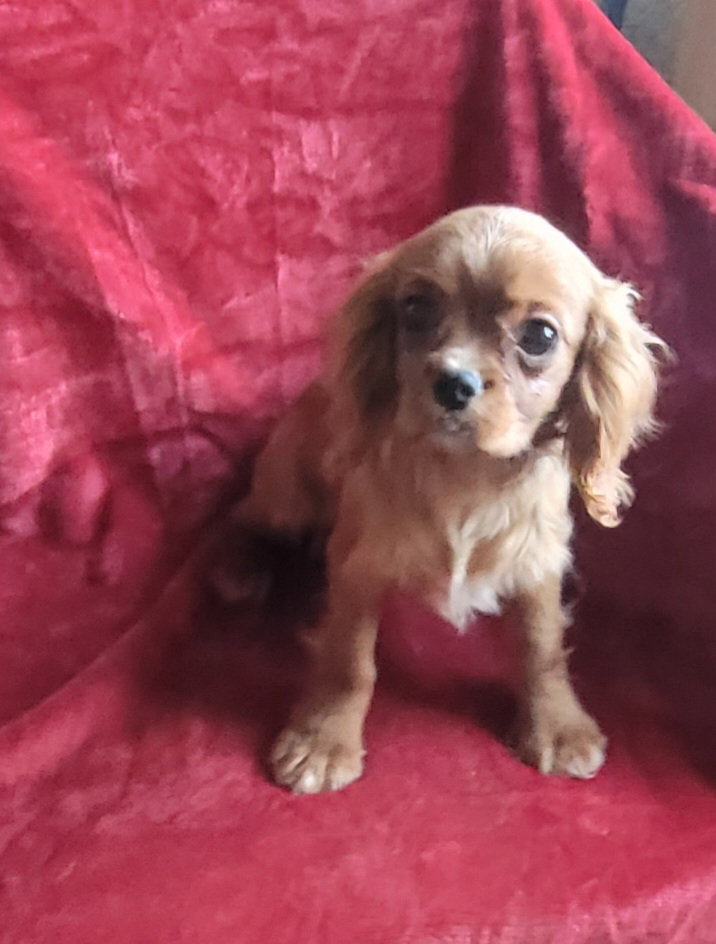 Dog for Adoption Ruby M Cavalier pup, a Cavalier King Charles Spaniel