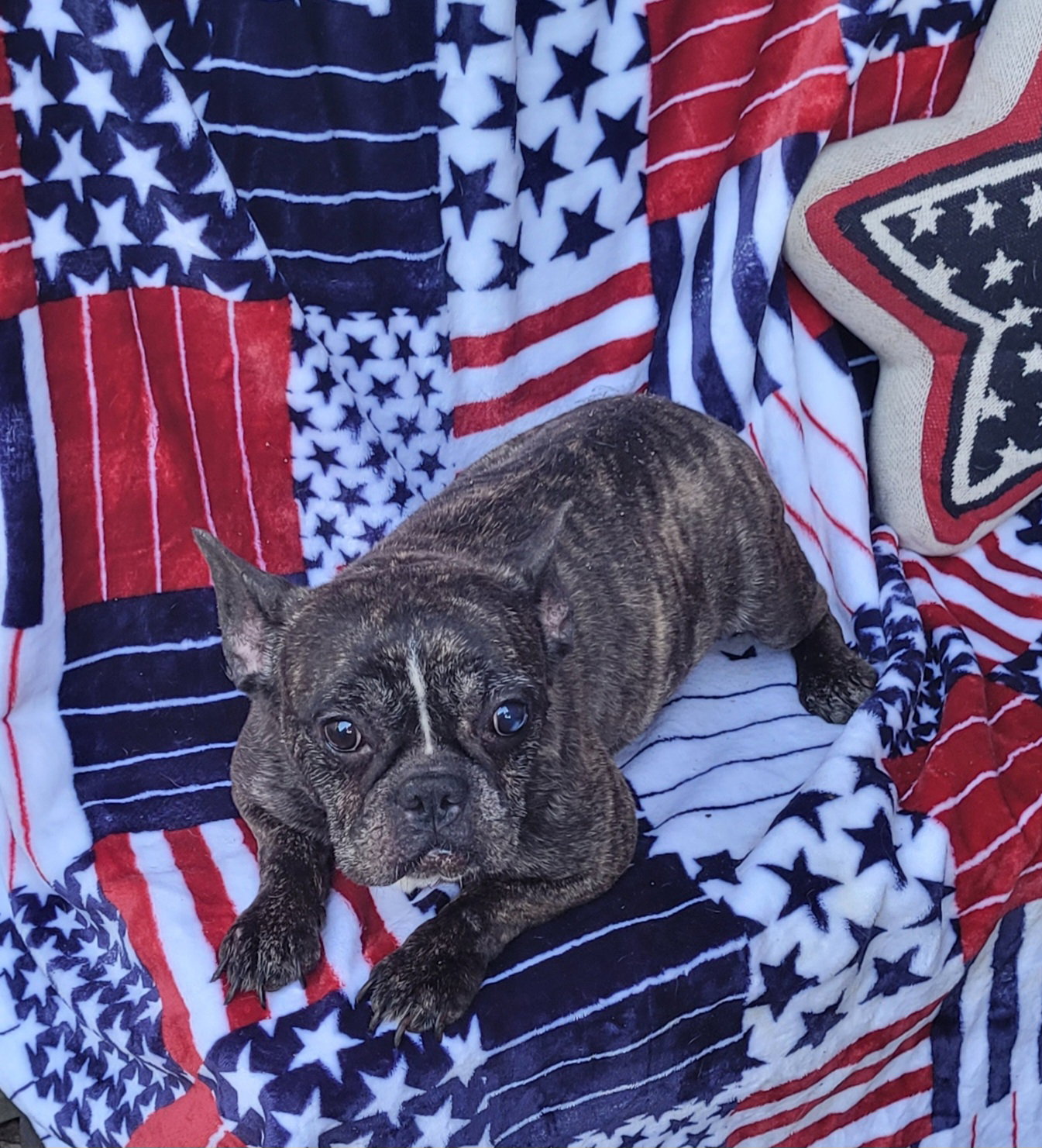 Dog for Adoption Miss Bagel, a French Bulldog in Woodsfield, OH