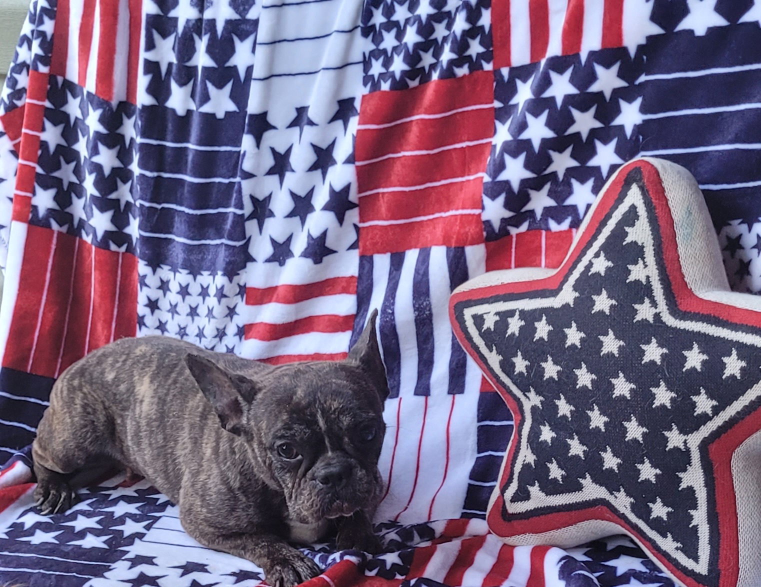Dog for Adoption Miss Bagel, a French Bulldog in Woodsfield, OH