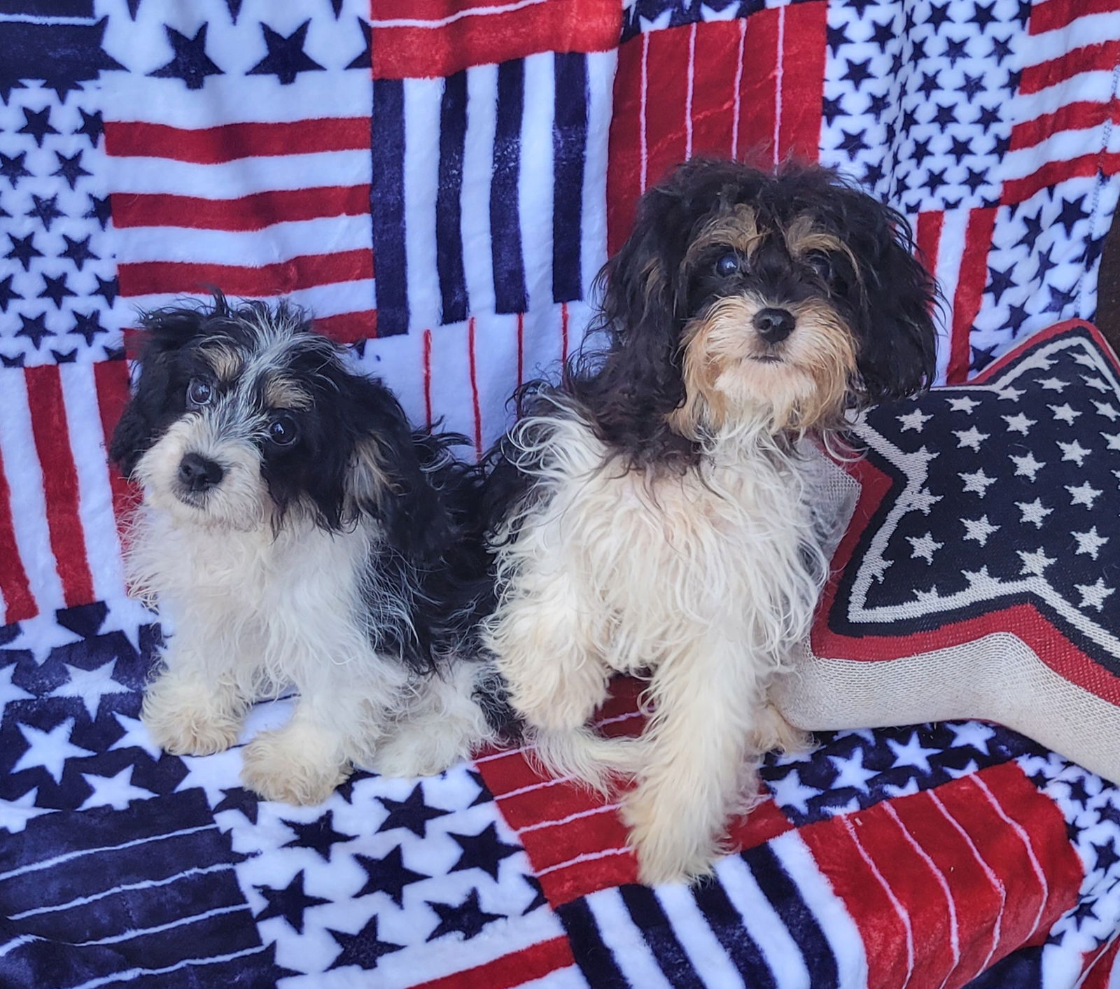 Dog for Adoption - CAVAPOO TRI COLORS, a Cavalier King Charles Spaniel ...