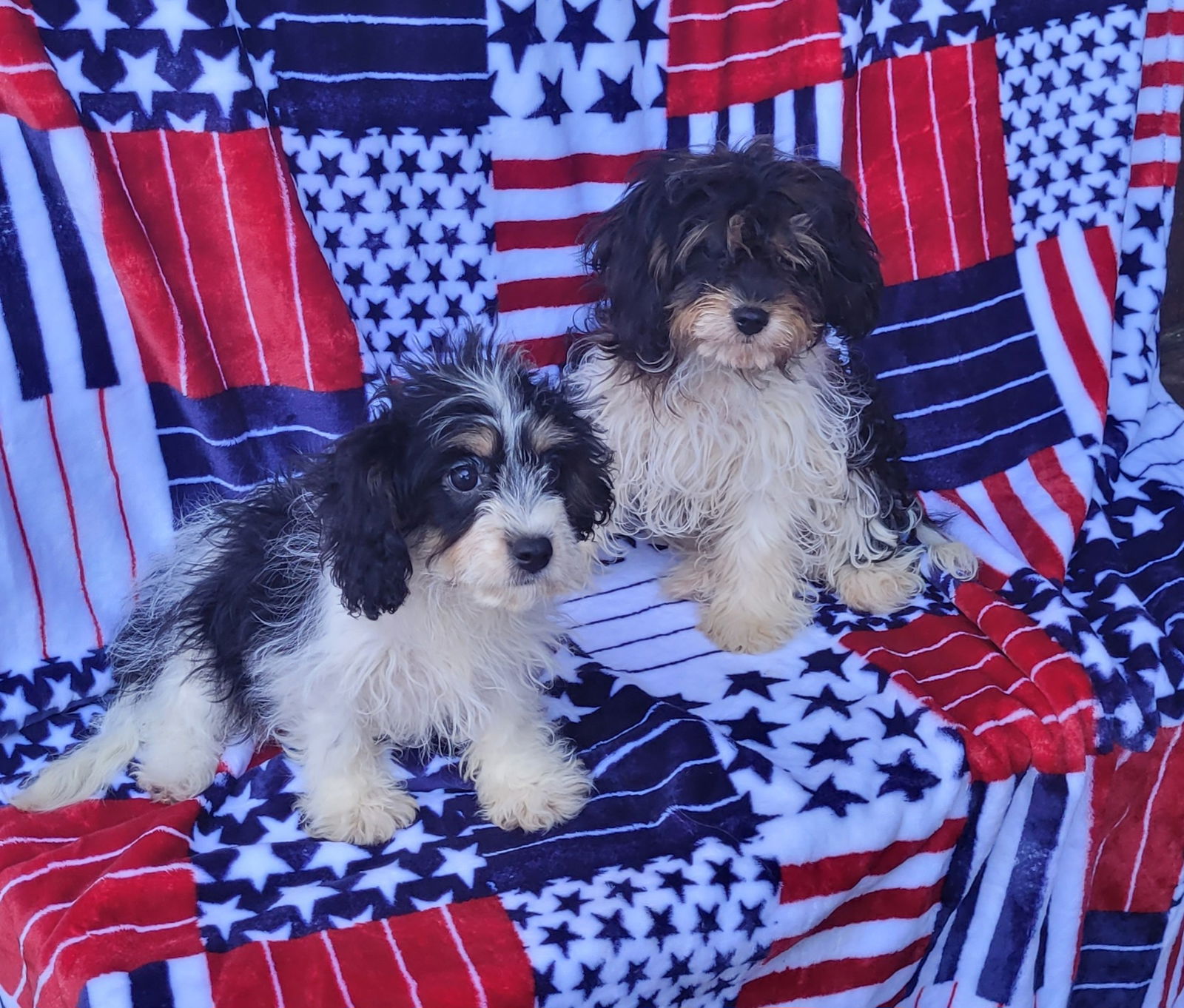 Dog for Adoption - CAVAPOO TRI COLORS, a Cavalier King Charles Spaniel ...