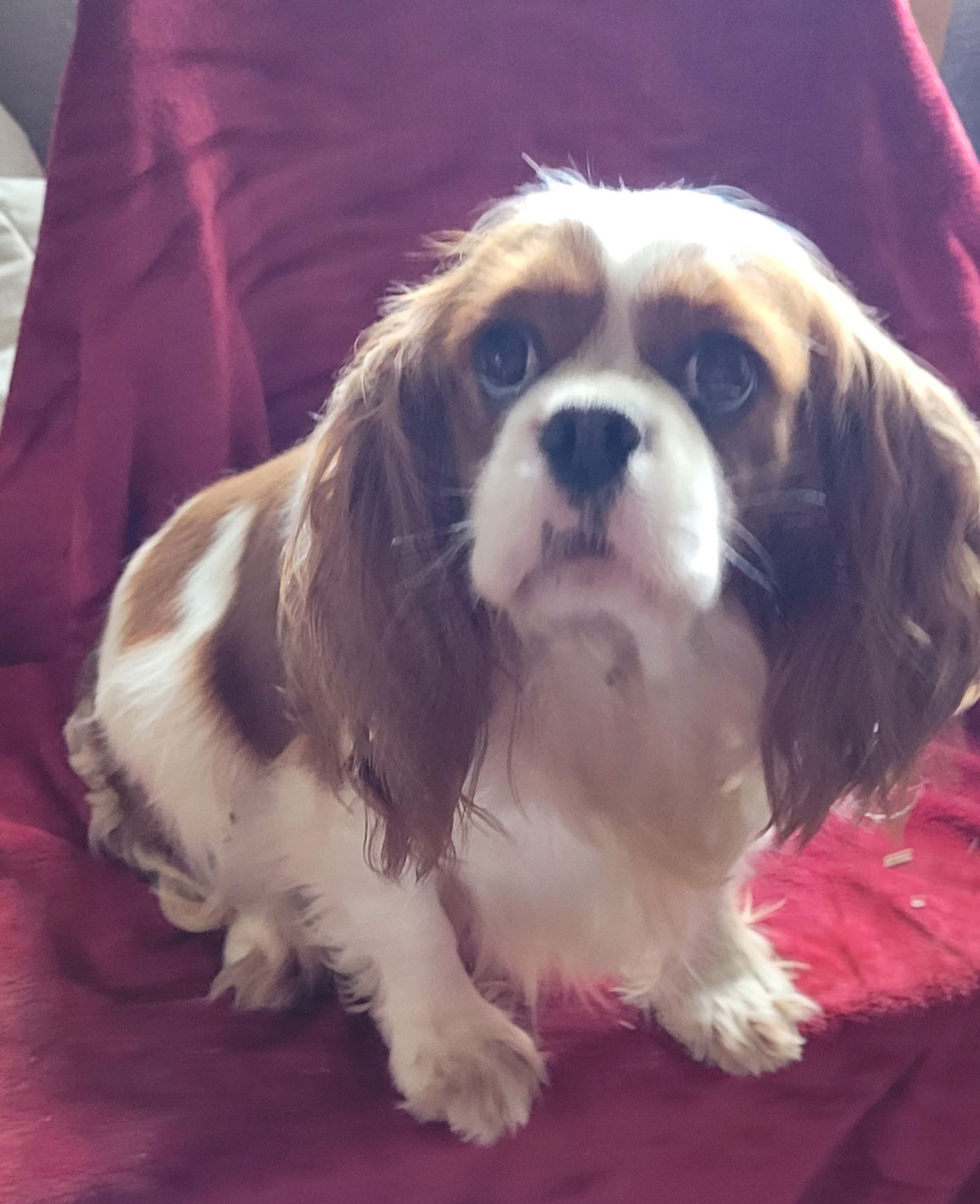 adoptable Dog in Woodsfield, OH named Blenheim Cavalier Female Adult