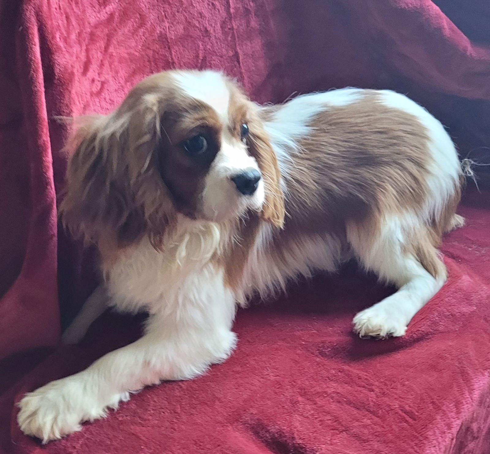 Dog for Adoption - Blenheim Cavalier F pup, a Cavalier King Charles ...