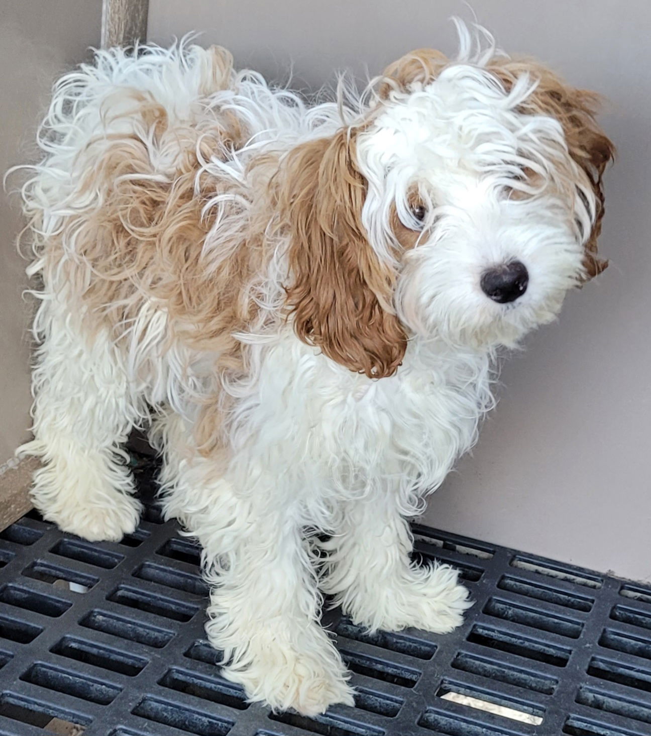 Dog for Adoption - CAVAPOO BLENHEIM FEMALE, a Cavalier King Charles ...