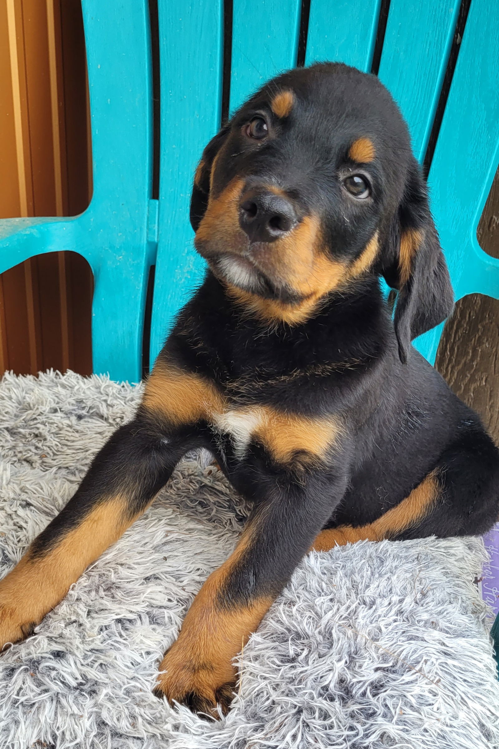 Dog for Adoption - Rottie X Bernese Mountain Dogs, a Rottweiler in ...