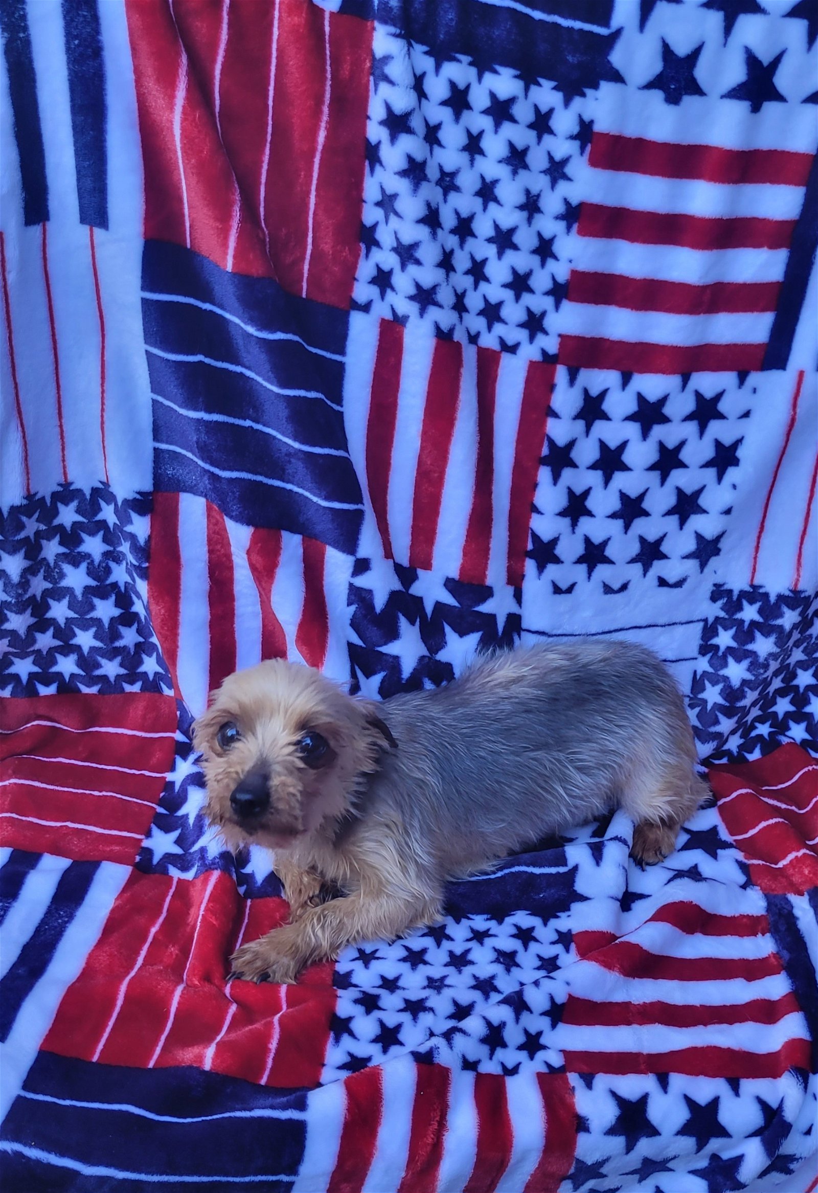 Dog for Adoption - Yorkie tiny F, a Yorkshire Terrier Yorkie in ...