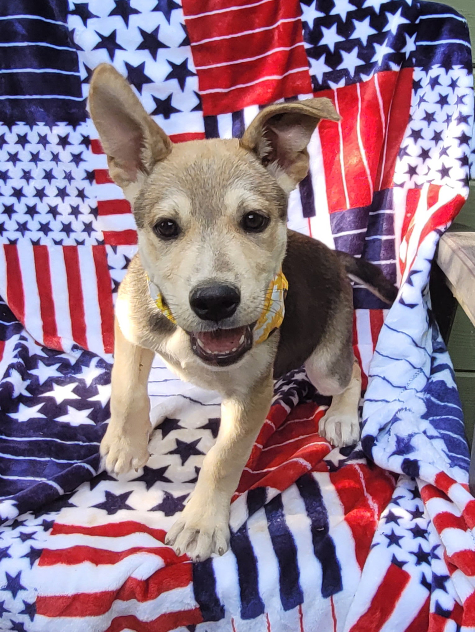 Dog for Adoption Miss smalls, a Husky in Woodsfield, OH Alpha Paw