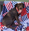 adoptable Dog in Woodsfield, OH named COCOA