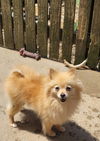 adoptable Dog in  named Pom