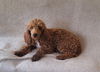 adoptable Dog in Woodsfield, OH named Poodle RED Minature