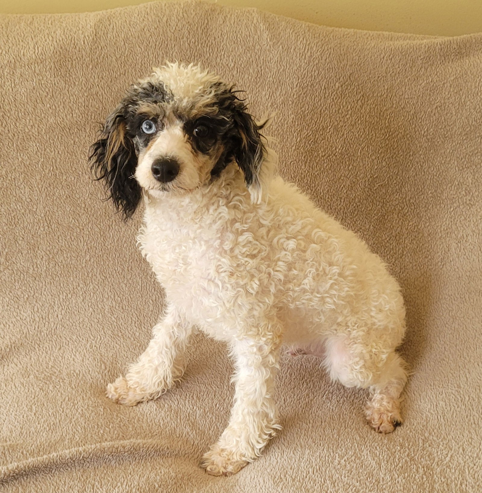 adoptable Dog in Woodsfield, OH named POODLE WHITE/BLUE MERLE MINATURE