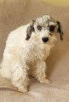 adoptable Dog in Woodsfield, OH named SCHNOODLE