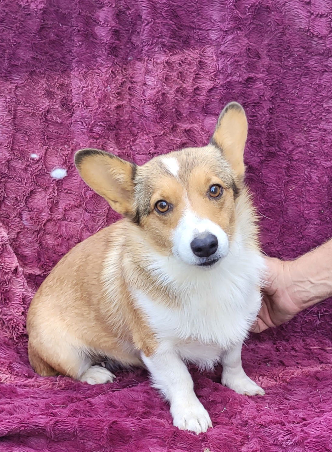 adoptable Dog in Woodsfield, OH named CORGI