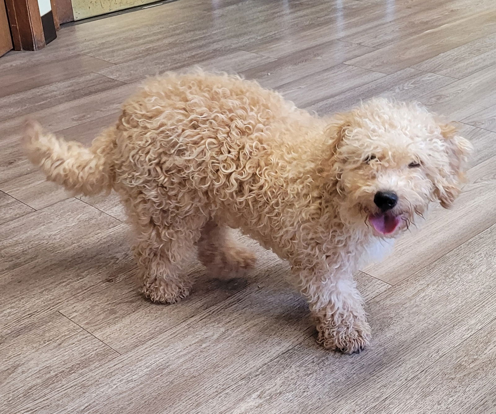 adoptable Dog in Woodsfield, OH named Mini Goldendoodle