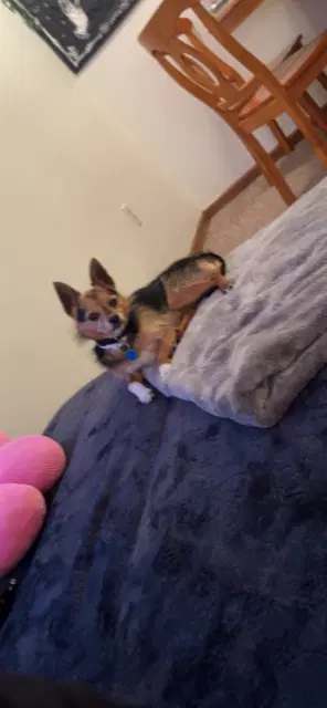 Asa Chorkie Yorkiechihuahua Cross - Yorkshire Terrier Yorkie