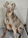 adoptable Dog in woodsfield, OH named MAXIMUS "MAX"