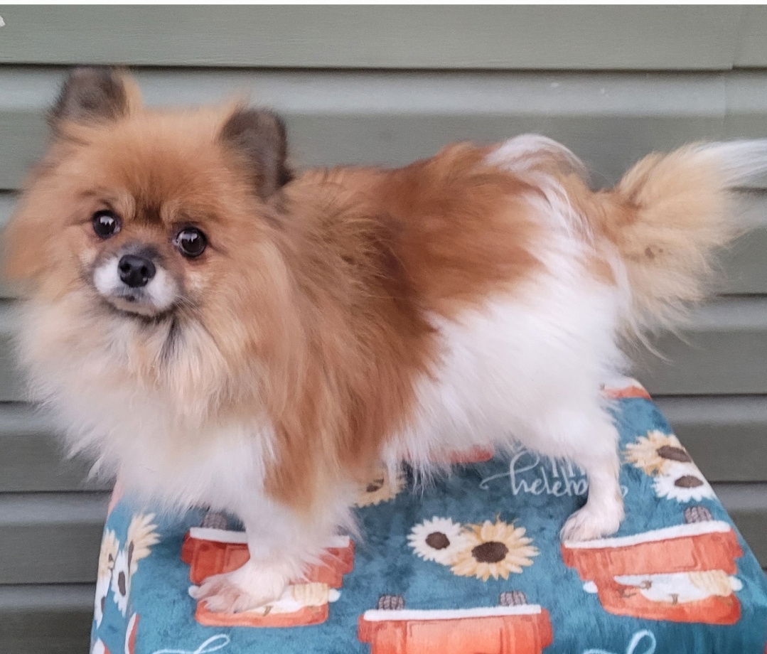 adoptable Dog in Woodsfield, OH named GORGEOUS pom