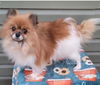 adoptable Dog in woodsfield, OH named GORGEOUS pom