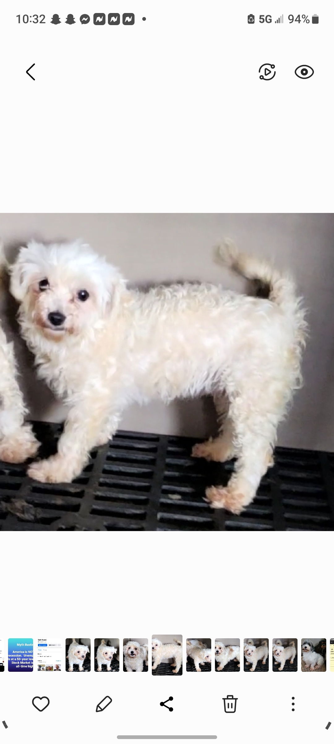 adoptable Dog in Woodsfield, OH named MALTESE