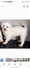 adoptable Dog in woodsfield, OH named MALTESE