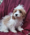 Cavachon