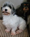 Havanese females 4yrs