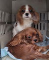 Cavalier pups male Ruby or Blenheim