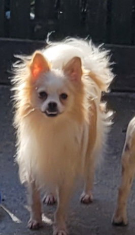 WOLFIE POM - Pomeranian available for adoption