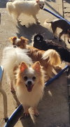 Wolfie pom - Photo 3