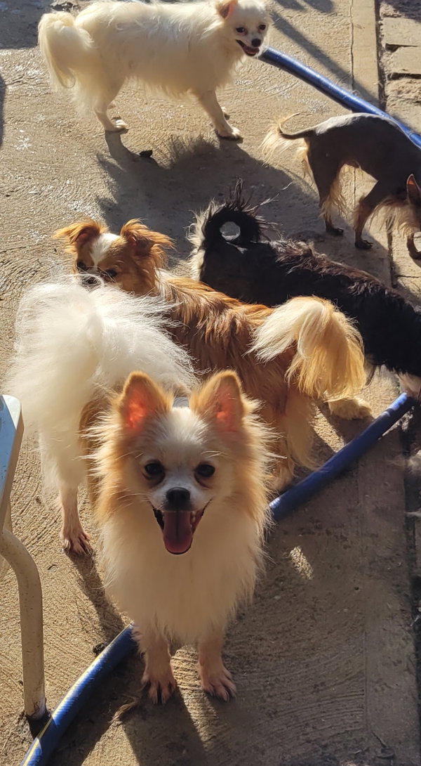 Wolfie pom
