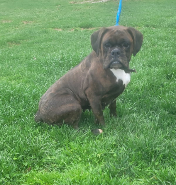 HAILEY- Brindle boxer