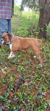 KARMEL- Dark fawn boxer fe