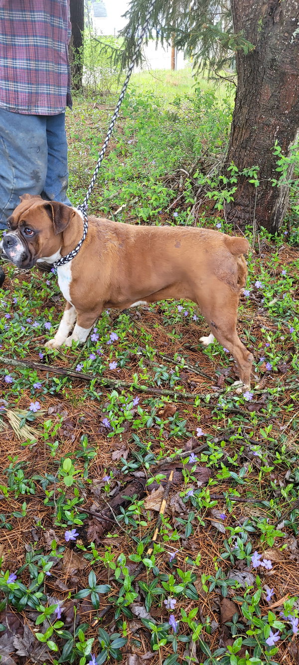 KARMEL- Dark fawn boxer fe