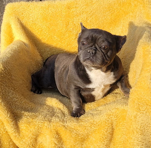 FRENCHIE Goofball