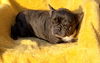 FRENCHIE Goofball