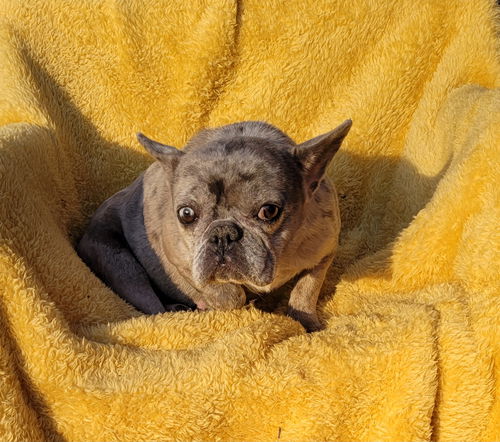 FRENCHIE LORY