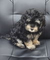 Pending  Claire 6/7