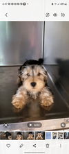 CLIVE YORKIE