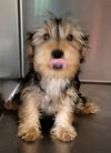 CLIVE YORKIE