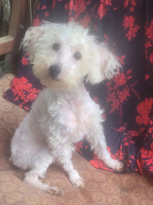 NILLA (VANILLA)