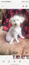 NILLA (VANILLA)