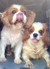 Cavalier females