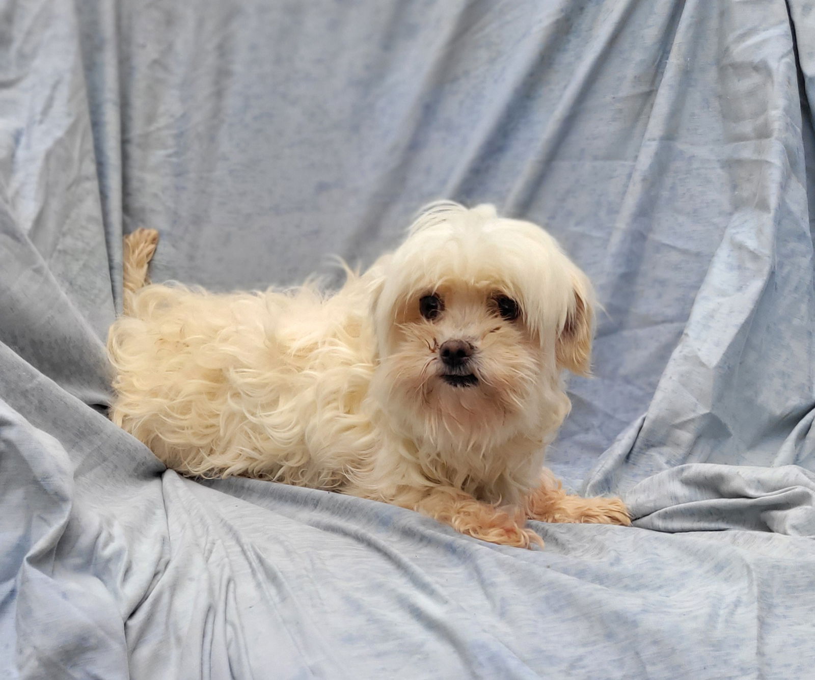 adoptable Dog in Woodsfield, OH named MALTESE