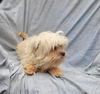MALTESE