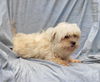 MALTESE